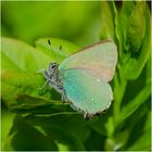 Den Brombeer- oder Grünen Zipfelfalter  (Callophrys rubi) . . . 