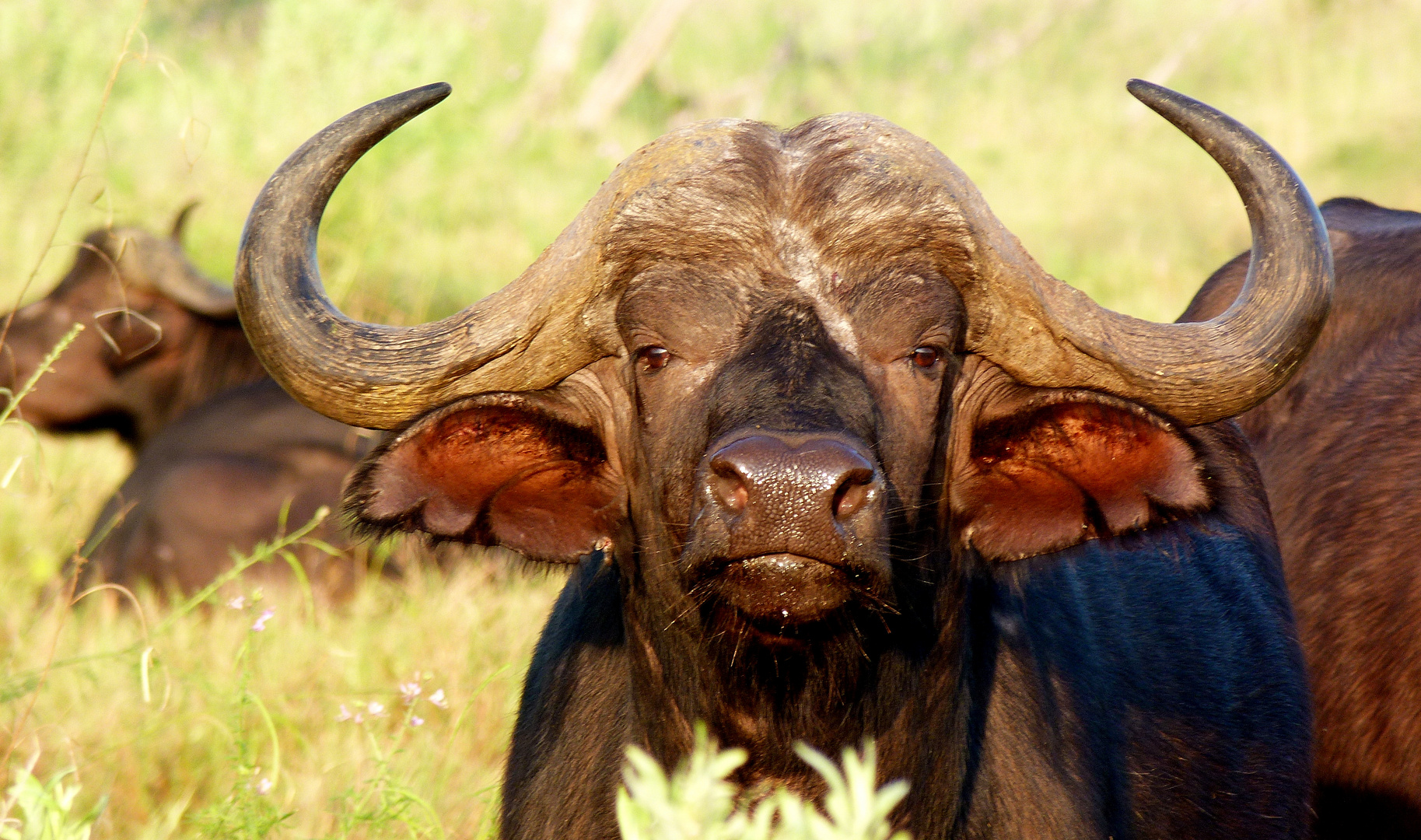 den Buffalos sollte man nicht zu nahe kommen!