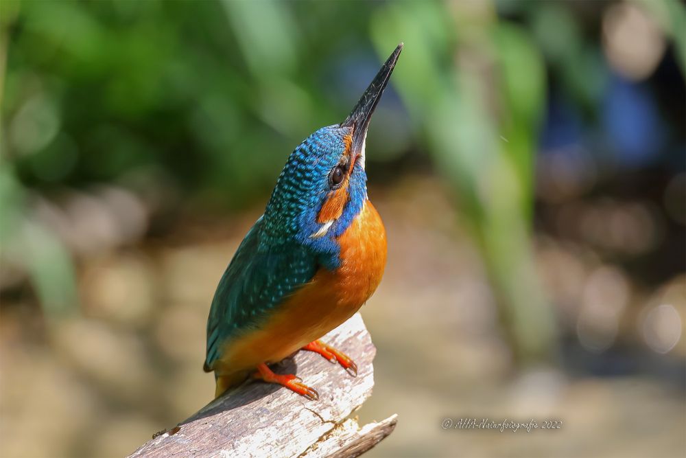 Den Bussard am Himmel fest im Blick