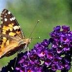 Den Distelfalter mit der Brennweite eines üblichen Makroobjektives aufgenommem