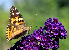 Den Distelfalter mit der Brennweite eines üblichen Makroobjektives aufgenommem