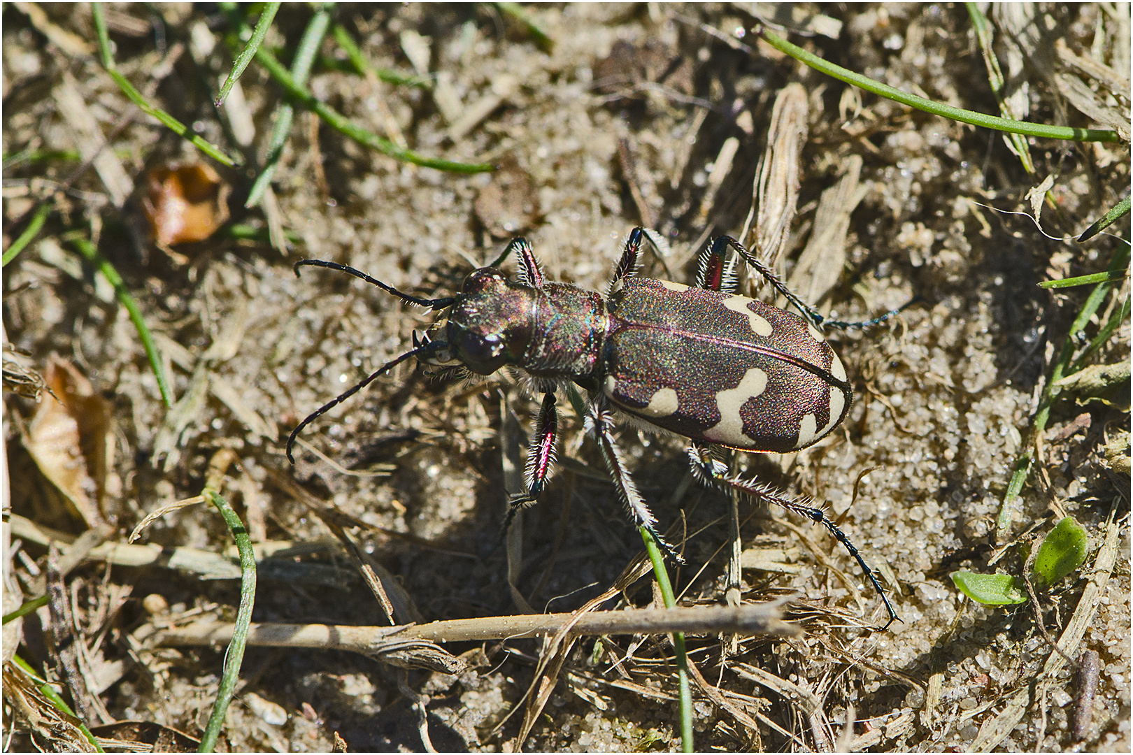 Den Dünen-Sandlaufkäfer (Cicindela hybrida) fand . . .