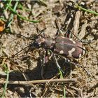 Den Dünen-Sandlaufkäfer (Cicindela hybrida) fand . . .