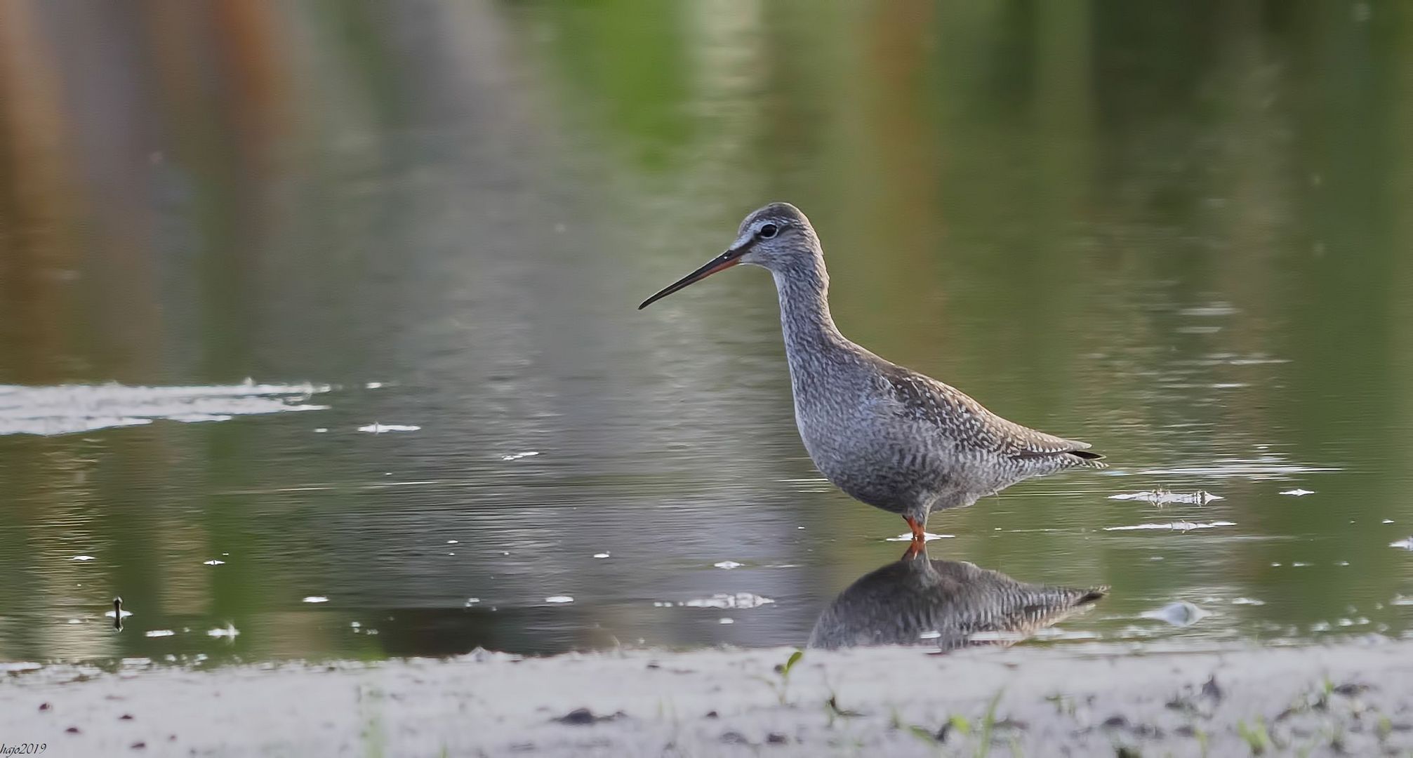 Den Dunklen Wasserläufer (Tringa erythropus)....