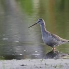 Den Dunklen Wasserläufer (Tringa erythropus)....