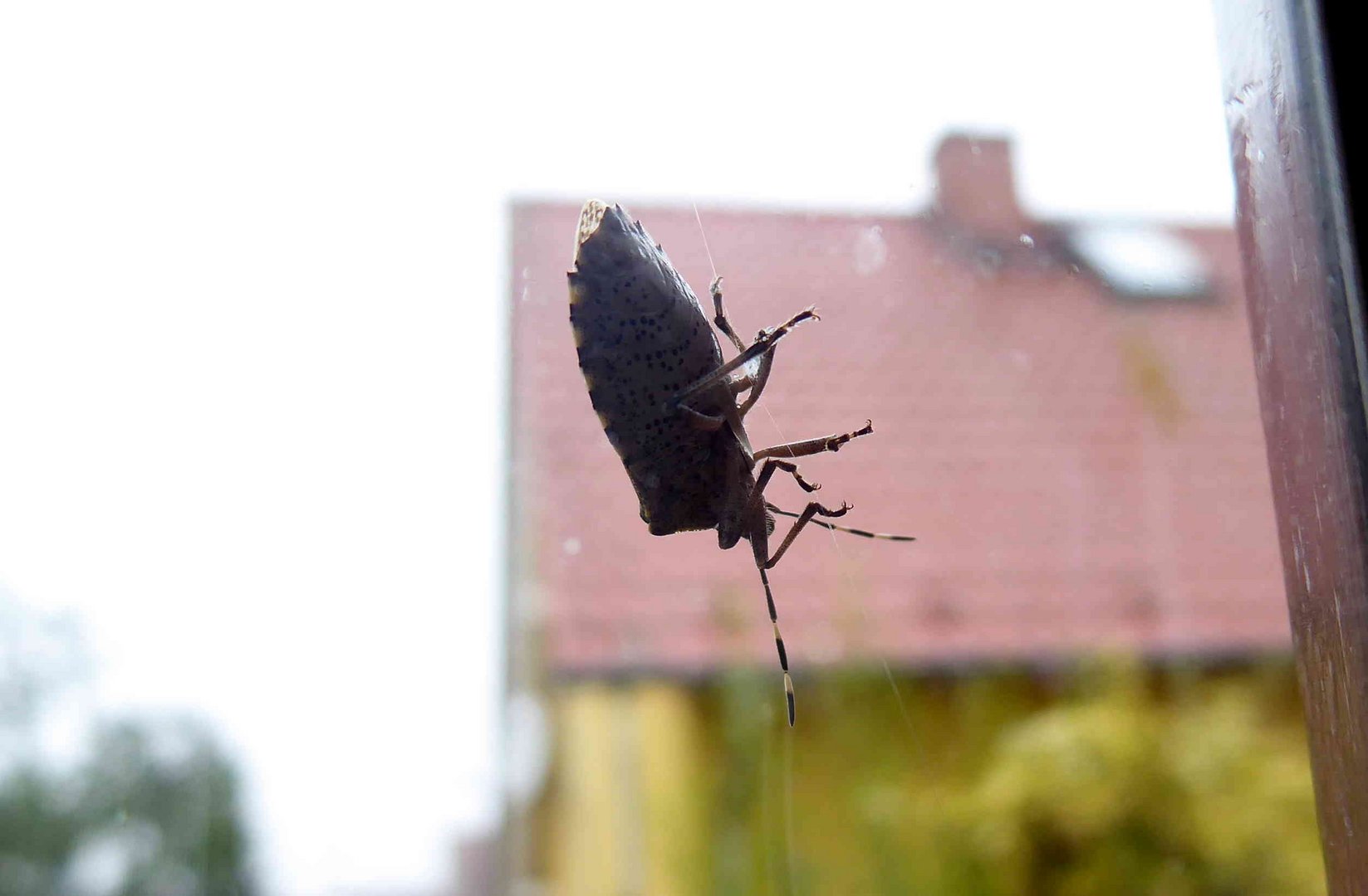 Den Durchblick versperrte mir diese Wanze