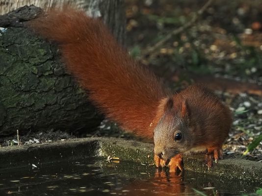 Den Durst stillen.....