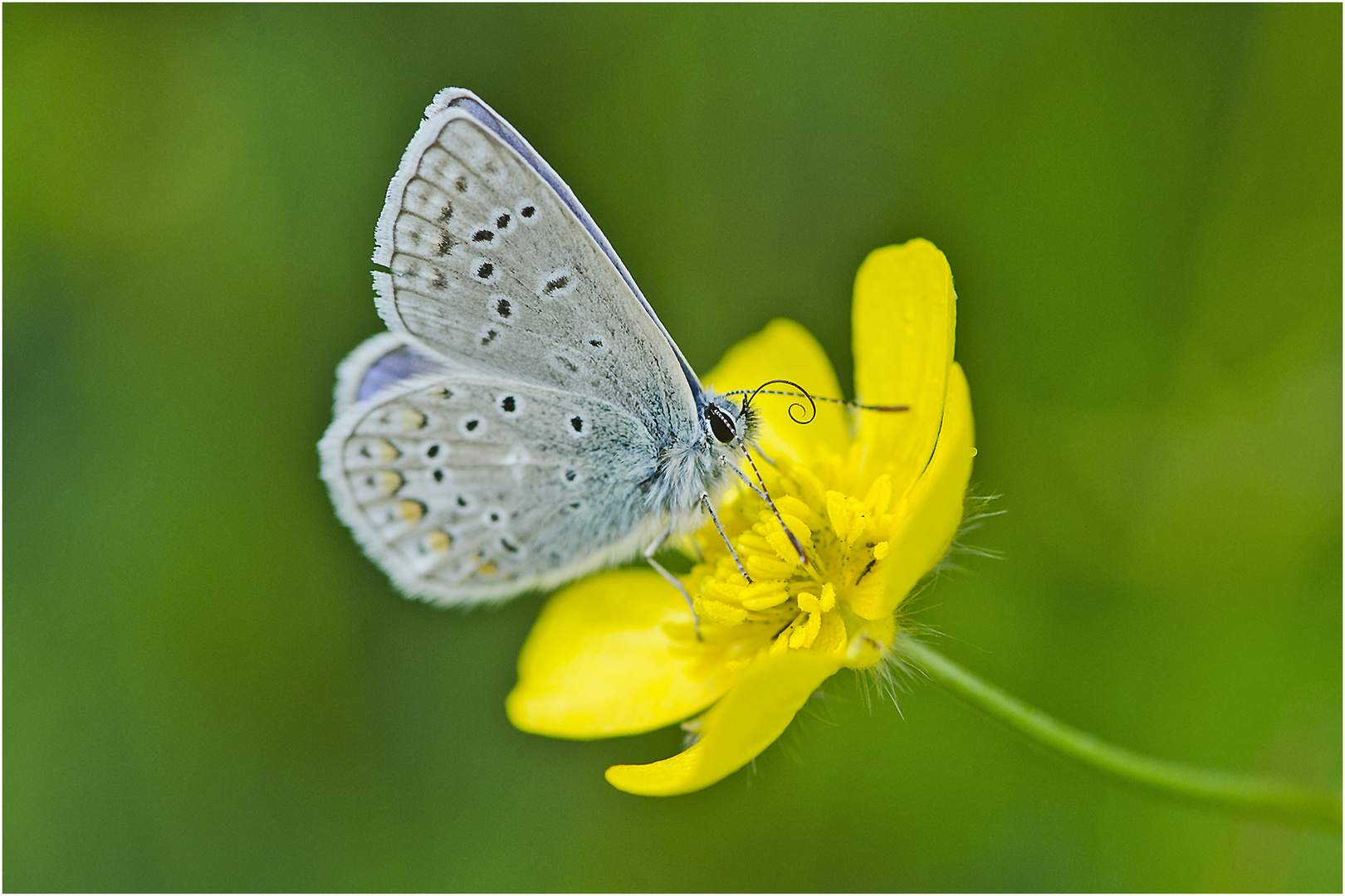 Den ersten blauen Bläuling 2019 entdeckte ich . . .