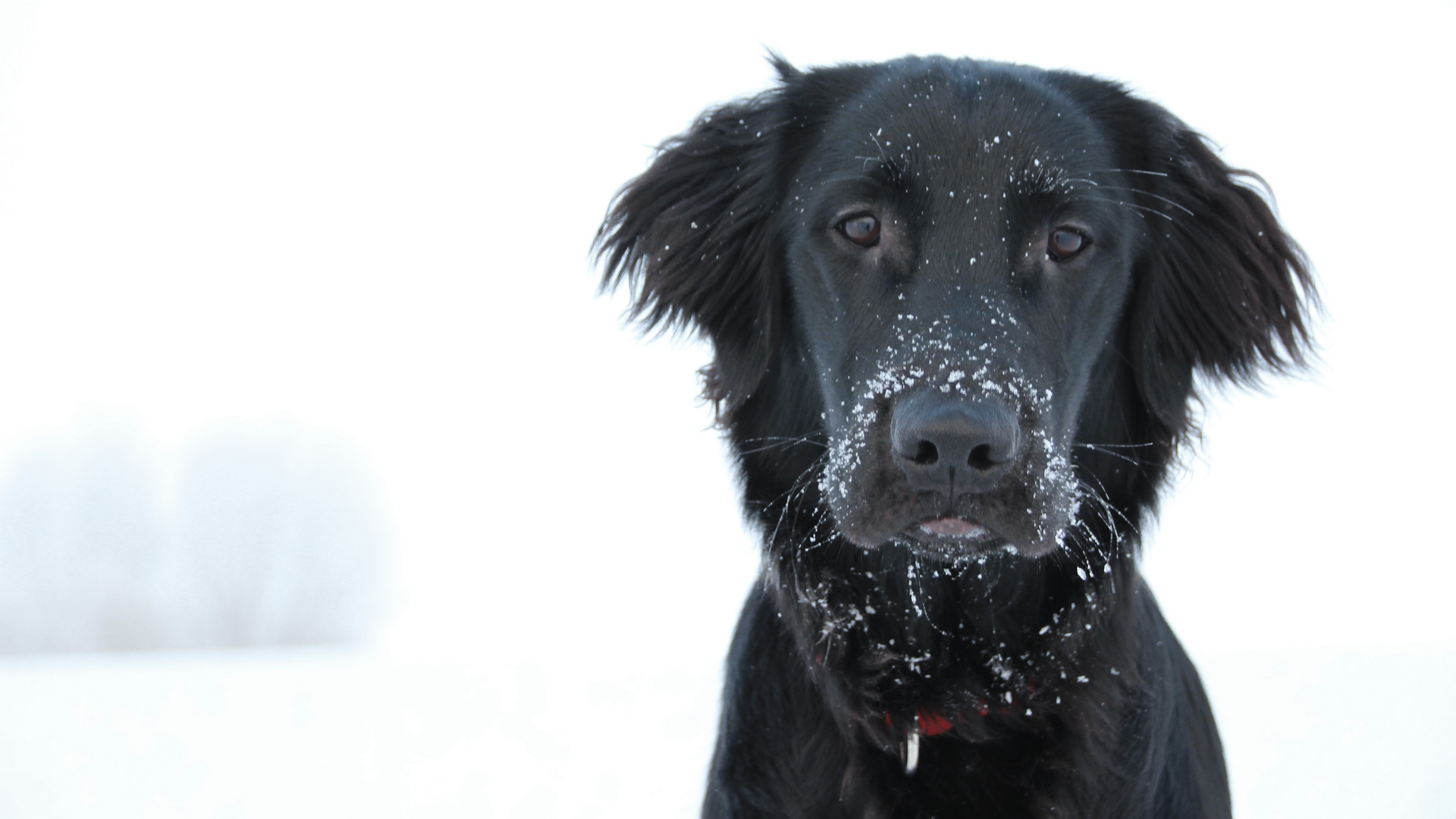 Den ersten Schnee erleben.