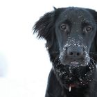 Den ersten Schnee erleben.