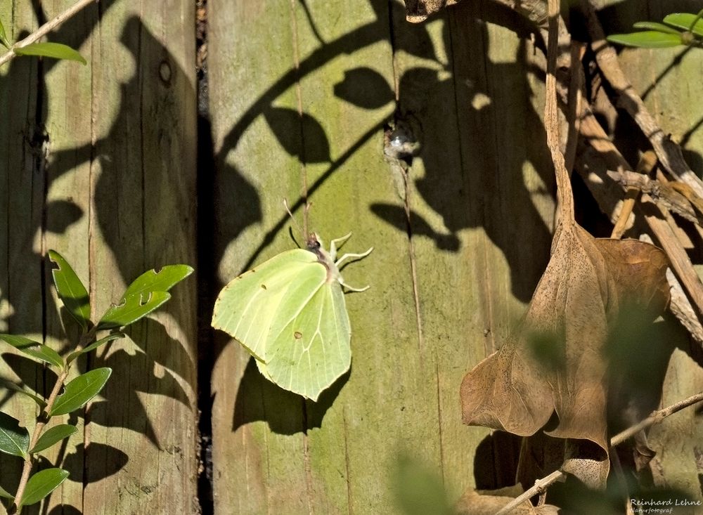 Den ersten Zitronenfalter in 2023... Foto &amp; Bild | makro, winter, natur ...