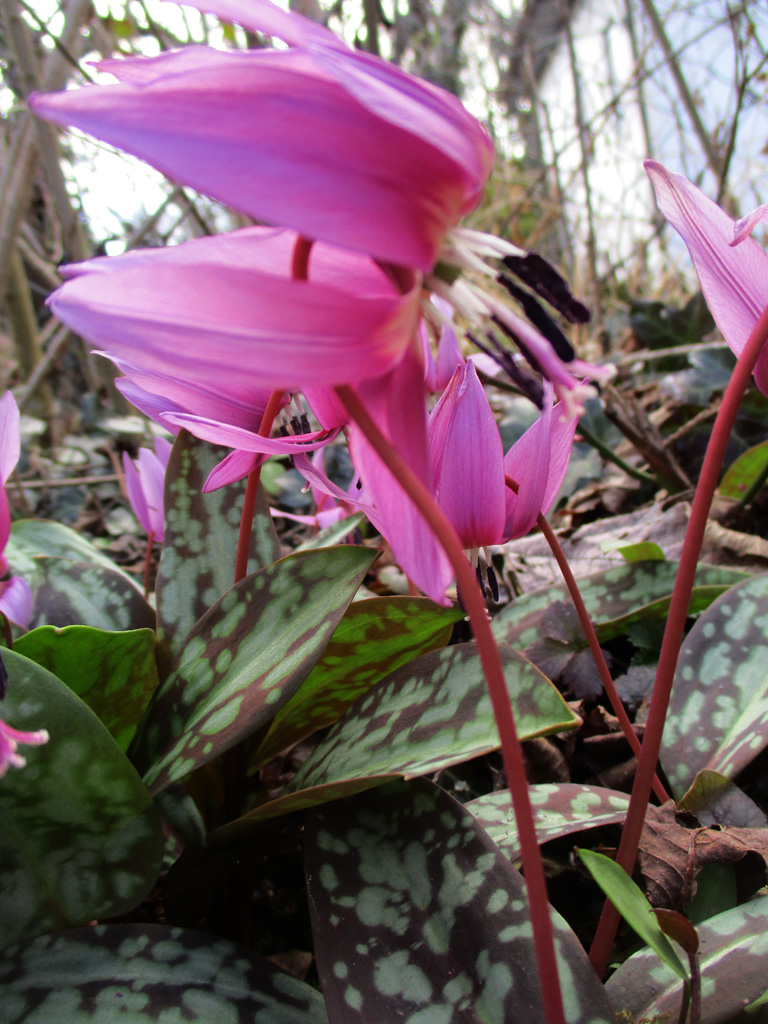 Den Erythronium dens-canis- Hundszahn