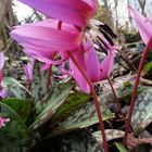 Den Erythronium dens-canis- Hundszahn