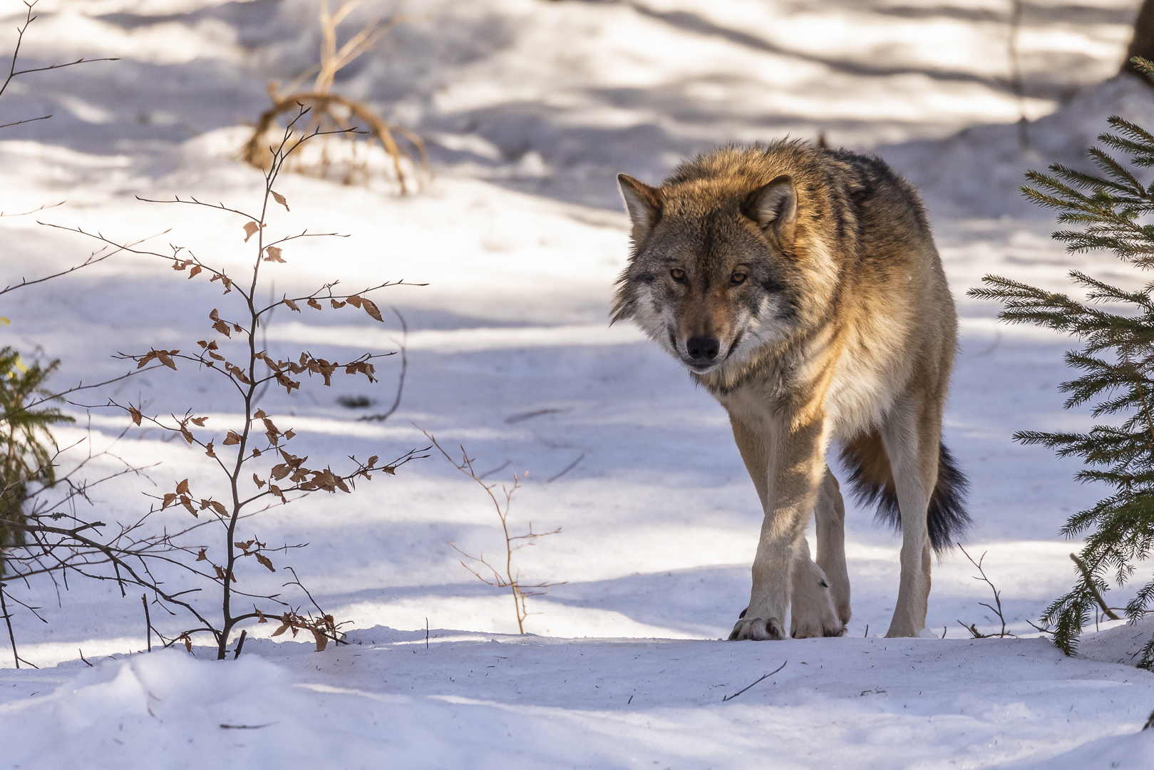 Den Eurasischer Wolf....