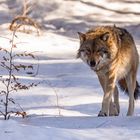 Den Eurasischer Wolf....