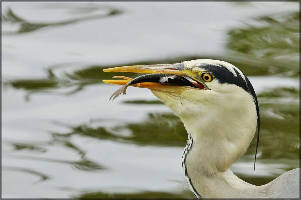 Den feinen Fisch...