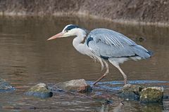 Den Fisch im Visier?