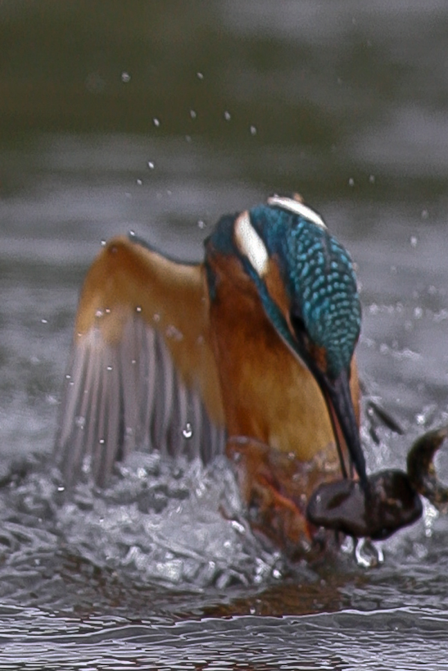 Den Fisch knapp verfehlt