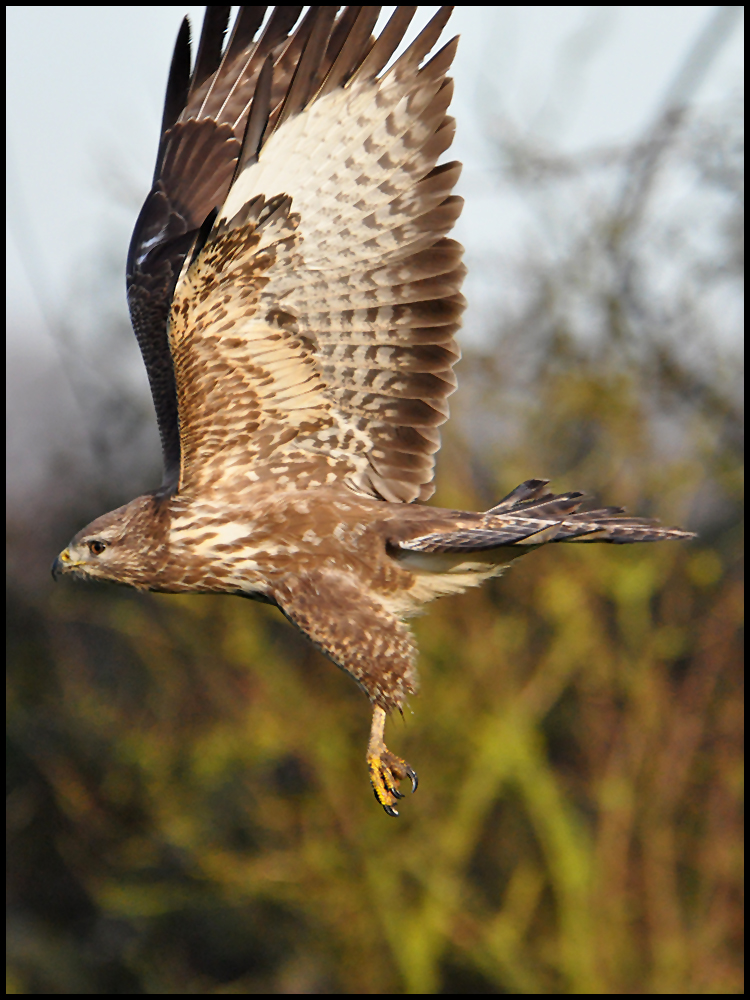 Den "fliegenden Torhüter" . . .