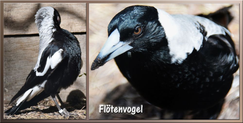 Den Flötenvogel ......