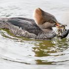 Den Flusskrebs besiegt