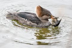 Den Flusskrebs besiegt