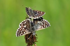 Den Fortbestand sichernde kleine Würfel-Dickkopffalter (Pyrgus malvae)