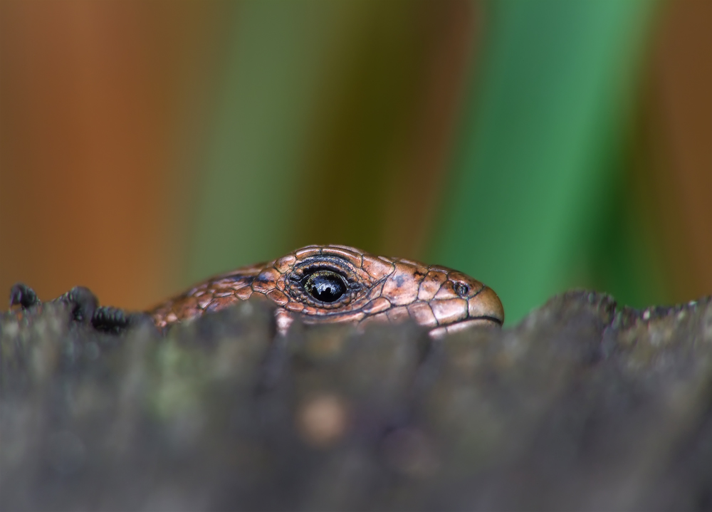 den Fotografen im Auge