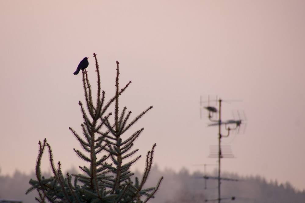 Den frühen Vogel