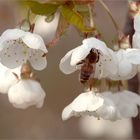 den Frühling