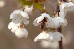 den Frühling