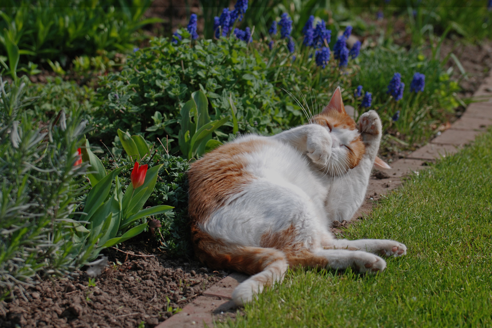 den Frühling......