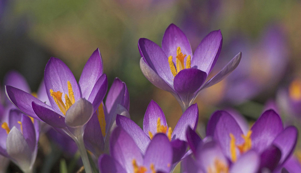 Den Frühling