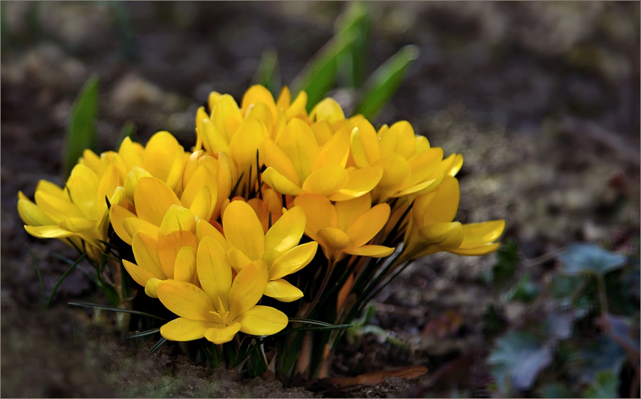 Den Frühling ...