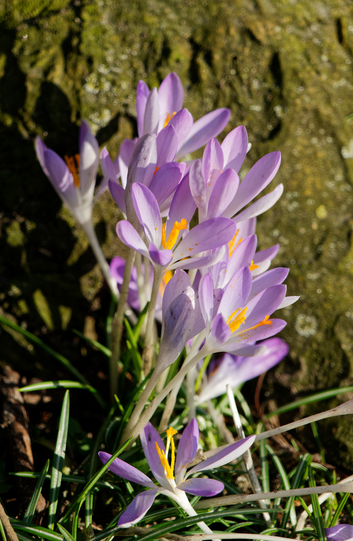 den Frühling begrüßen