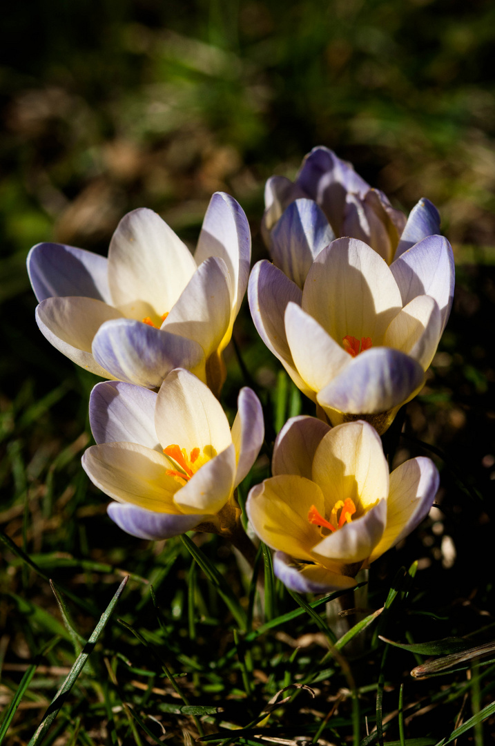 den Frühling begrüßen