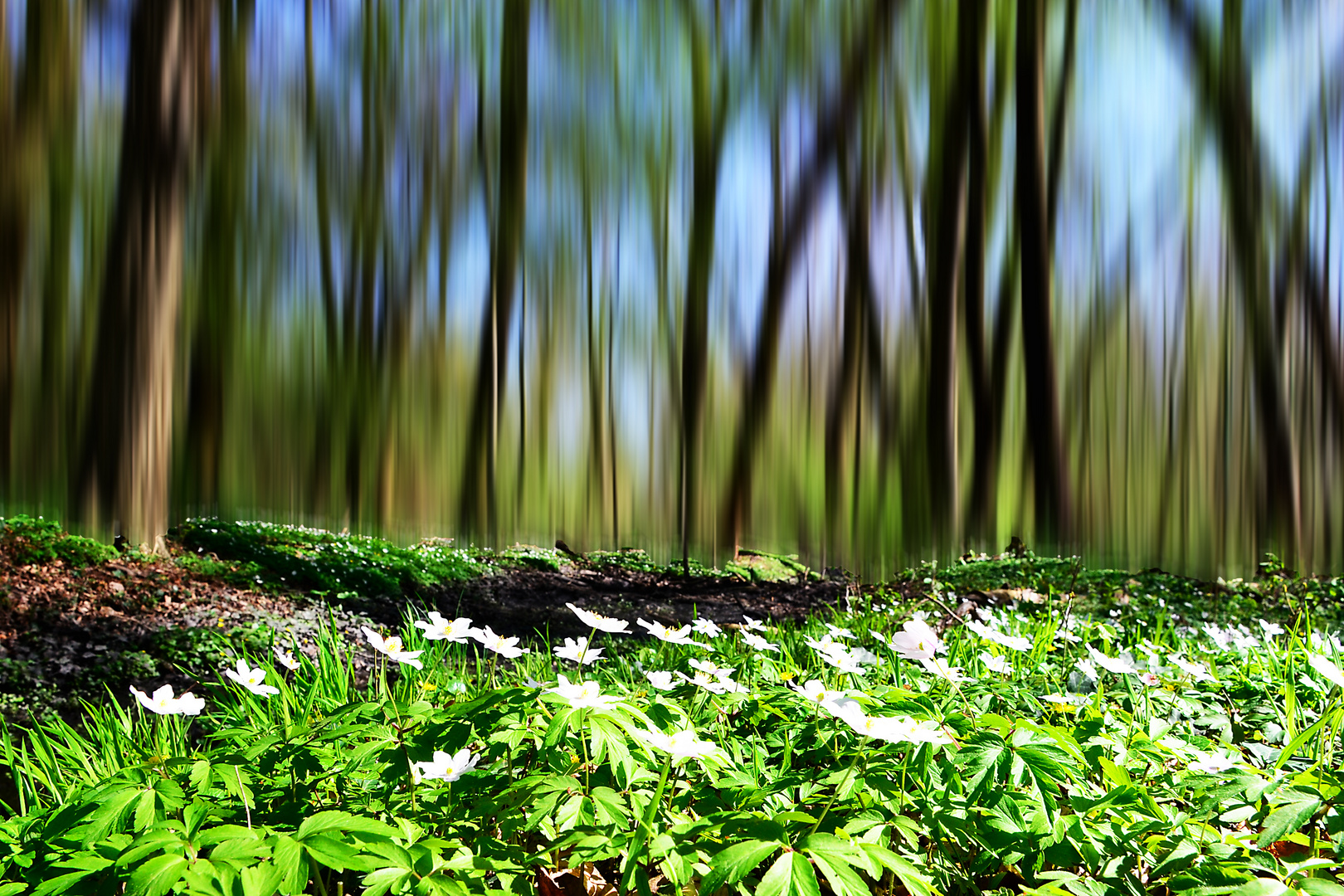 Den Frühling eingefangen # 9297 