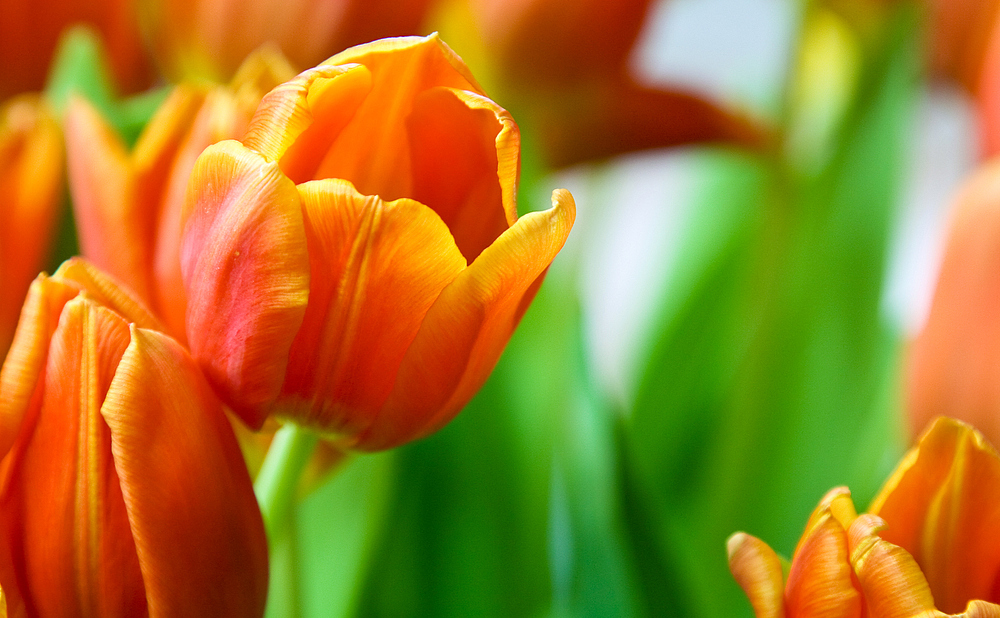 ... den Frühling eingekauft ...