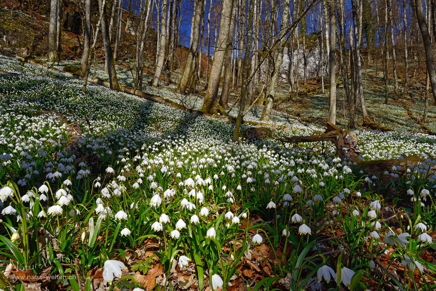 Den Frühling eingeläutet