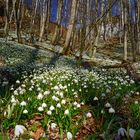 Den Frühling eingeläutet