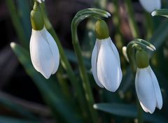 Den Frühling einläuten ...