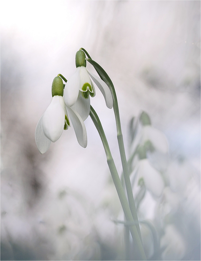 den Frühling einläuten