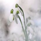 den Frühling einläuten