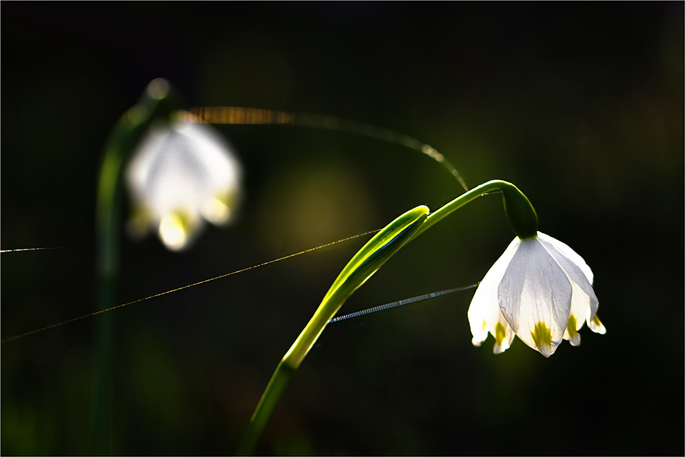 Den Frühling einläuten