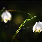 Den Frühling einläuten