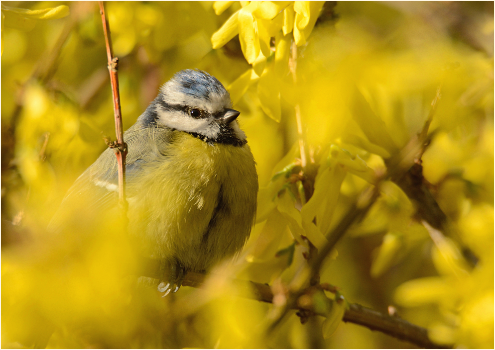 Den Frühling erwarten