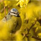 Den Frühling erwarten