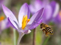 Den Frühling fest im Blick