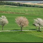 Den Frühling festhalten  *2