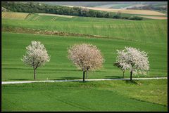 Den Frühling festhalten  *2